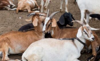 Goat Farming Business Plan