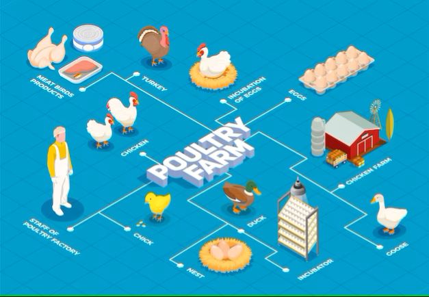  Poultry Farm Business Plan